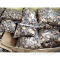 Cogumelos shiitake secos de qualidade